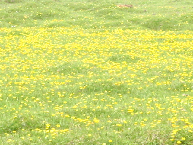 七月怎么形容的季节特征5月春季盎然,姹紫嫣红